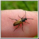 Pseudovadonia livida - Bockkaefer 01.jpg